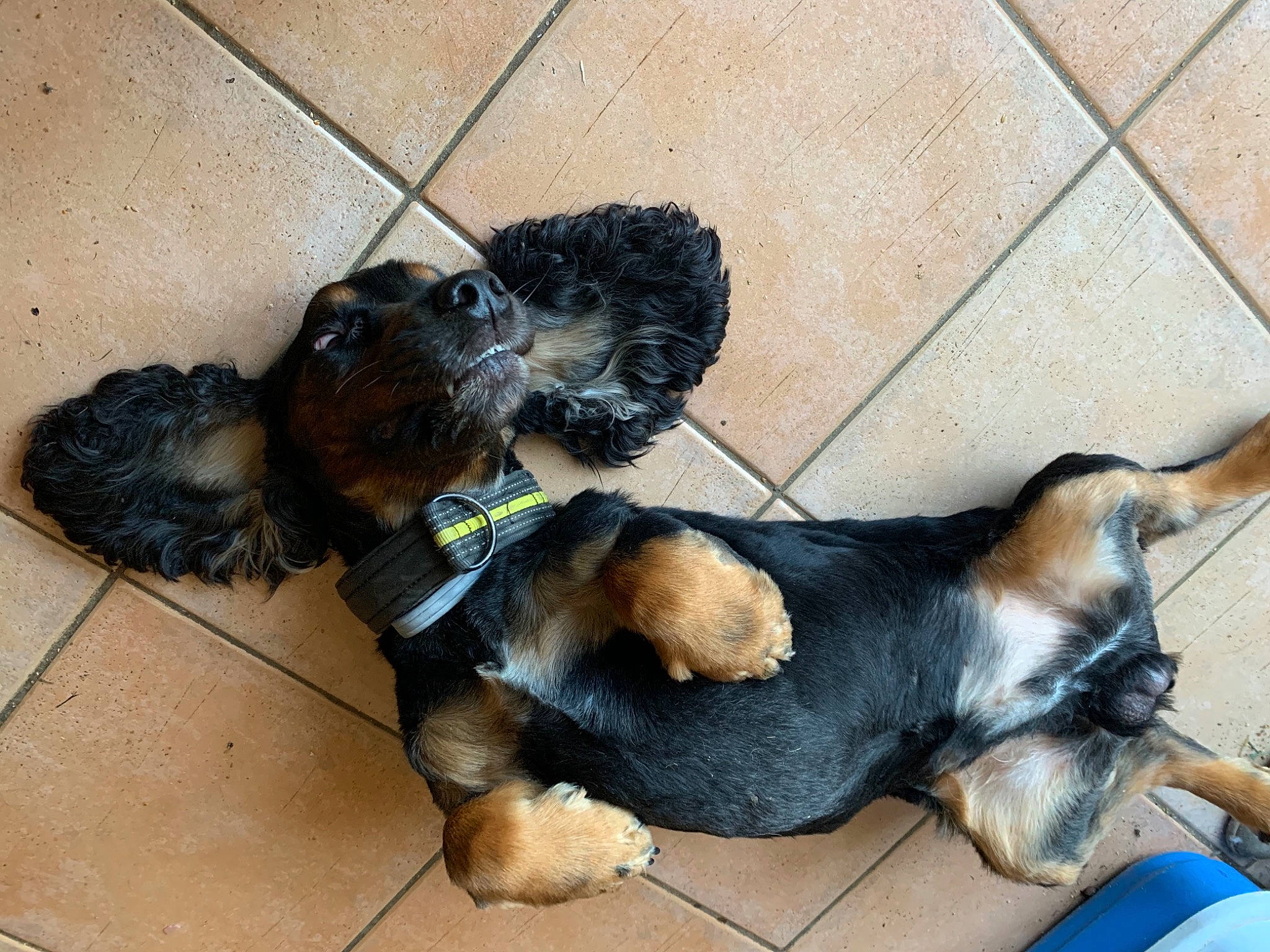 Laouen a rejoint le concours — aidez-le/la à gagner de superbes lots ! canidae, carnivore, collar, companion_dog, dog, dog_breed, dog_collar, dog_supply, fur, leash, mammal, paw, pet_supply, puppy, snout, sporting_group, tail, tile, vertebrate, working_animal