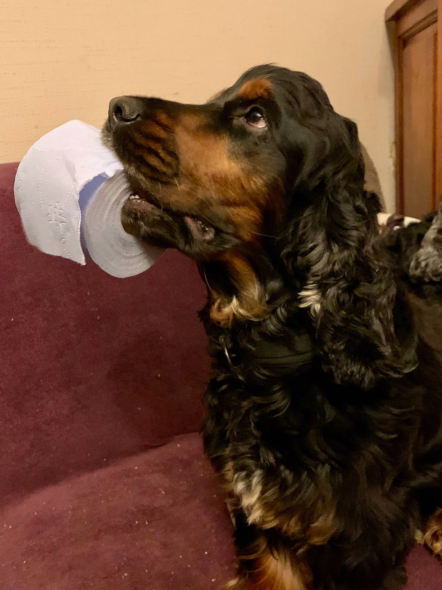 Laouen a rejoint le concours — aidez-le/la à gagner de superbes lots ! black, boykin_spaniel, brown, canidae, carnivore, cocker_spaniel, companion_dog, dog, dog_breed, fur, gun_dog, liver, mammal, snout, spaniel, sporting_group, vertebrate, walking_shoe, working_animal, working_dog