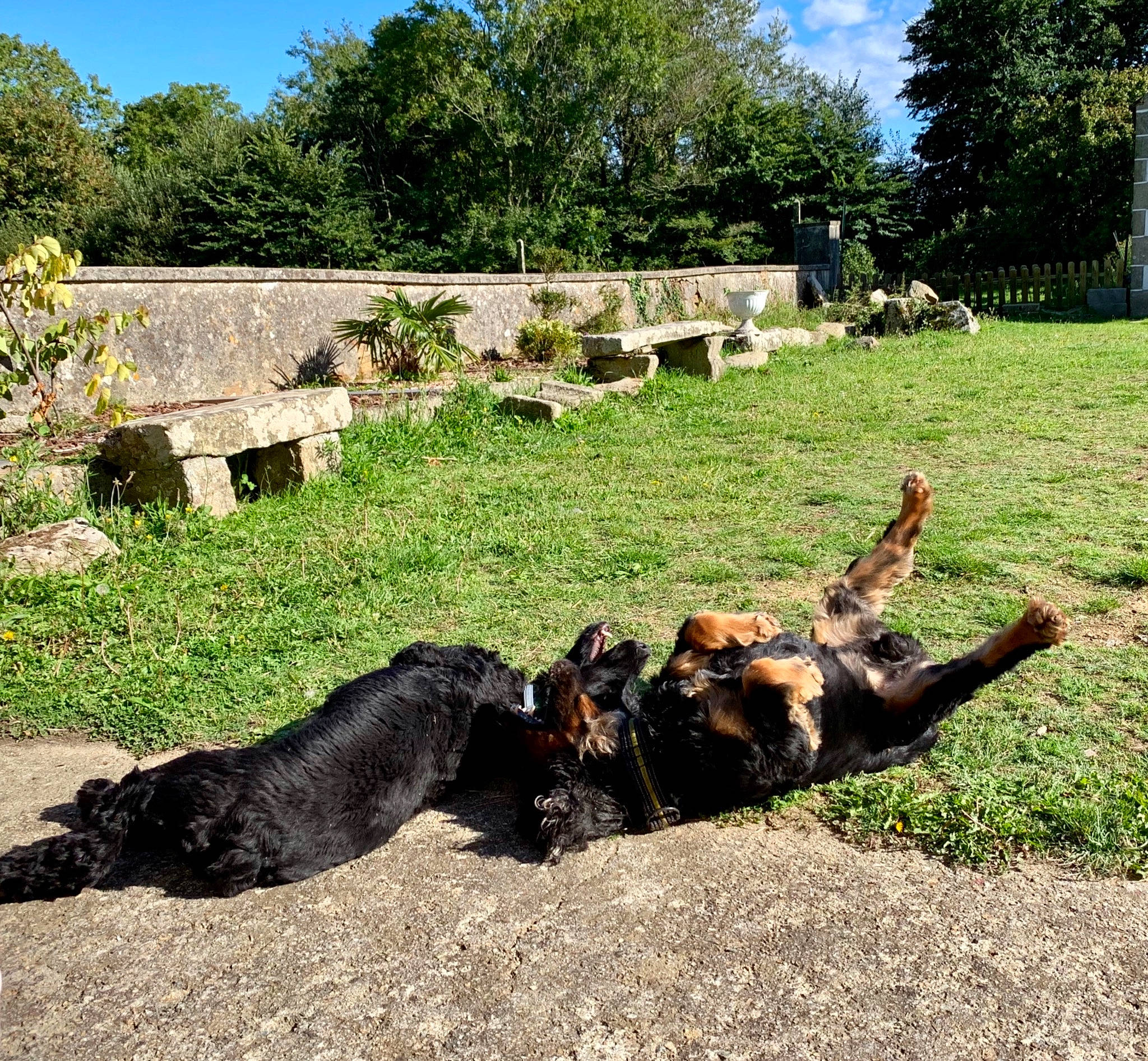 Laouen a rejoint le concours — aidez-le/la à gagner de superbes lots ! backyard, canidae, carnivore, companion_dog, dog, dog_breed, fur, garden, herding_dog, land_lot, lawn, old_german_shepherd_dog, pack_animal, paw, rural_area, shrub, sporting_group, working_animal, working_dog, yard