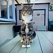 Whiskey joined the competition — help win amazing prizes! animal, backyard, calm, cat, chair, daylight, feline, fur, green_eyes, outdoor, paws, pet, reflection, shed, sitting, sky, tabby_cat, table, whiskers, window