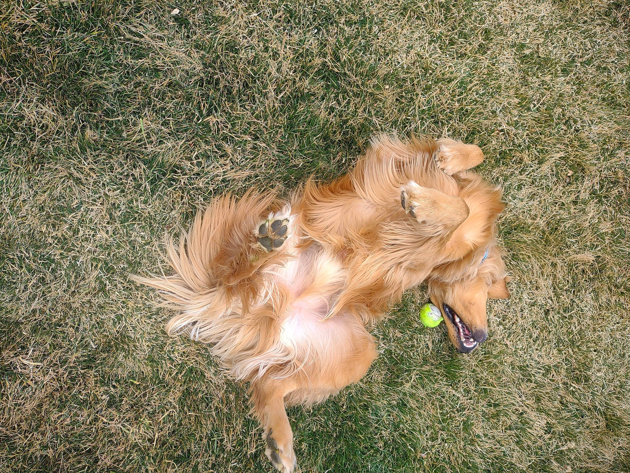 Rocky Pace is registered to the contest to win money with this photo: canidae, carnivore, companion_dog, dog, dog_breed, fawn, fur, grass, liver, paw, retriever, street_dog, tail, terrier, toy_dog, working_animal