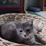 Teddy joined the competition — help win amazing prizes! kitten, cat, basket, gray, indoor, pet, animal, furry, cute, resting, woven, cozy, blurred_background, feline, young_cat, domestic_animal, soft, small, relaxed, home
