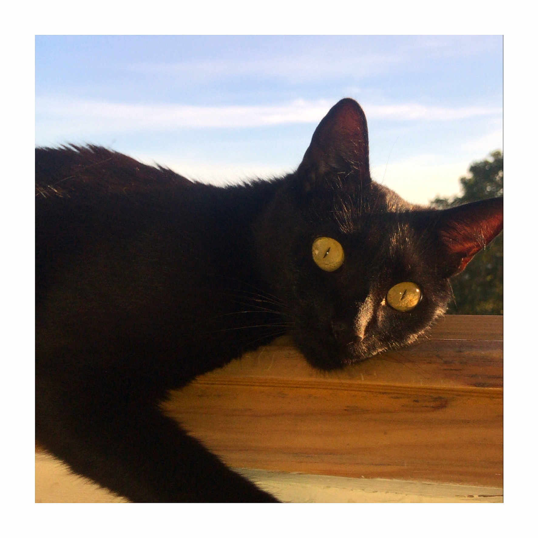 Naya