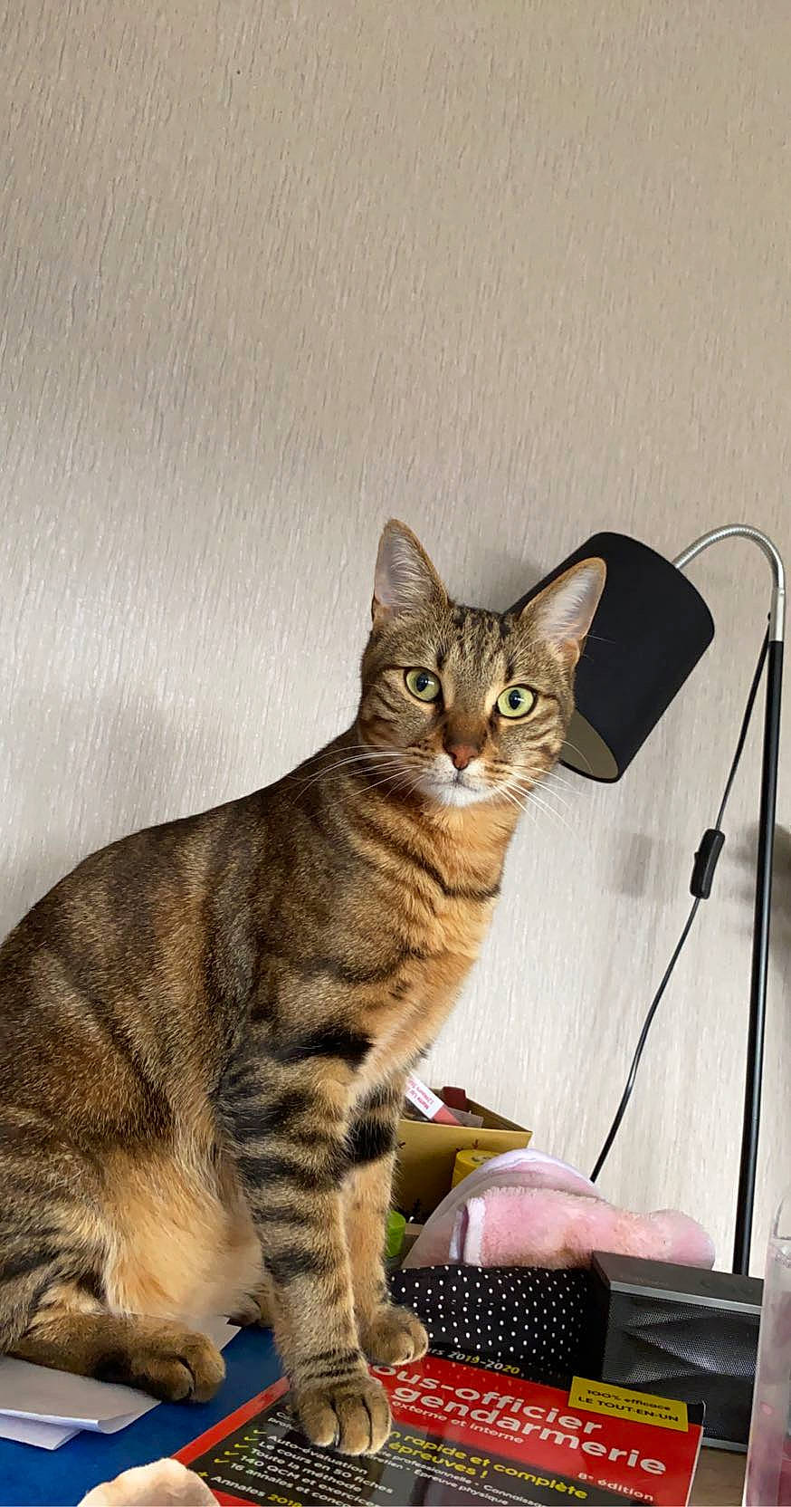 Fendi participe au concours pour gagner de l'argent avec cette photo : american_shorthair, asian, australian_mist, bengal, california_spangled, carnivore, cat, domestic_short_haired_cat, dragon_li, european_shorthair, felidae, kitten, mammal, ocicat, small_to_medium_sized_cats, sokoke, tabby_cat, toyger, vertebrate, whiskers