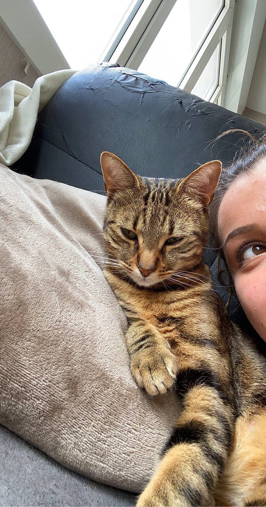 Fendi a rejoint le concours — aidez-le/la à gagner de superbes lots ! american_shorthair, asian, australian_mist, bengal, california_spangled, carnivore, cat, domestic_short_haired_cat, dragon_li, egyptian_mau, european_shorthair, felidae, mammal, ocicat, pixie_bob, small_to_medium_sized_cats, tabby_cat, toyger, vertebrate, whiskers