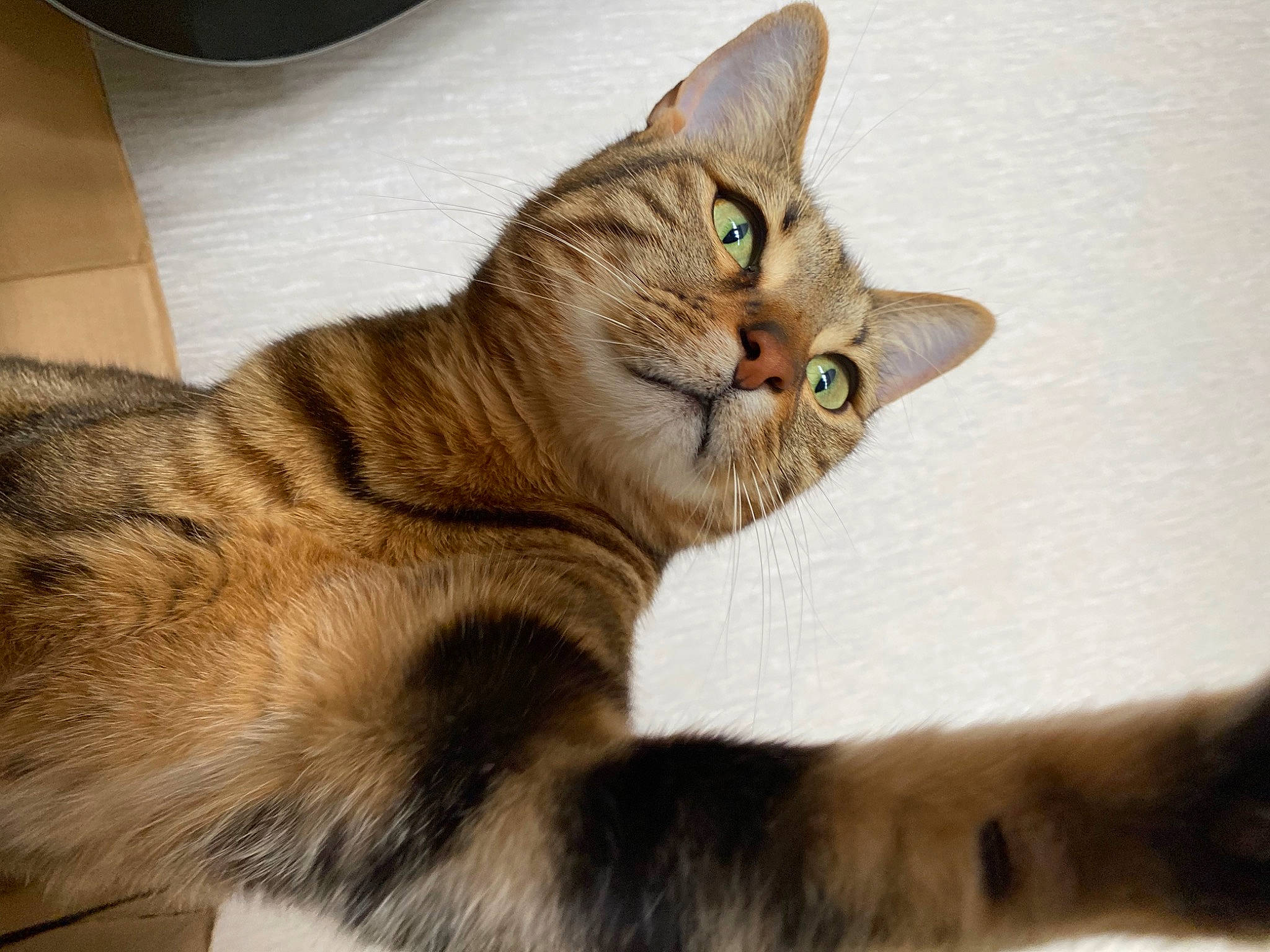 Fendi participe au concours pour gagner de l'argent avec cette photo : aegean_cat, american_shorthair, american_wirehair, asian, australian_mist, carnivore, cat, domestic_short_haired_cat, dragon_li, european_shorthair, fawn, felidae, mammal, paw, pixie_bob, small_to_medium_sized_cats, somali, tabby_cat, vertebrate, whiskers