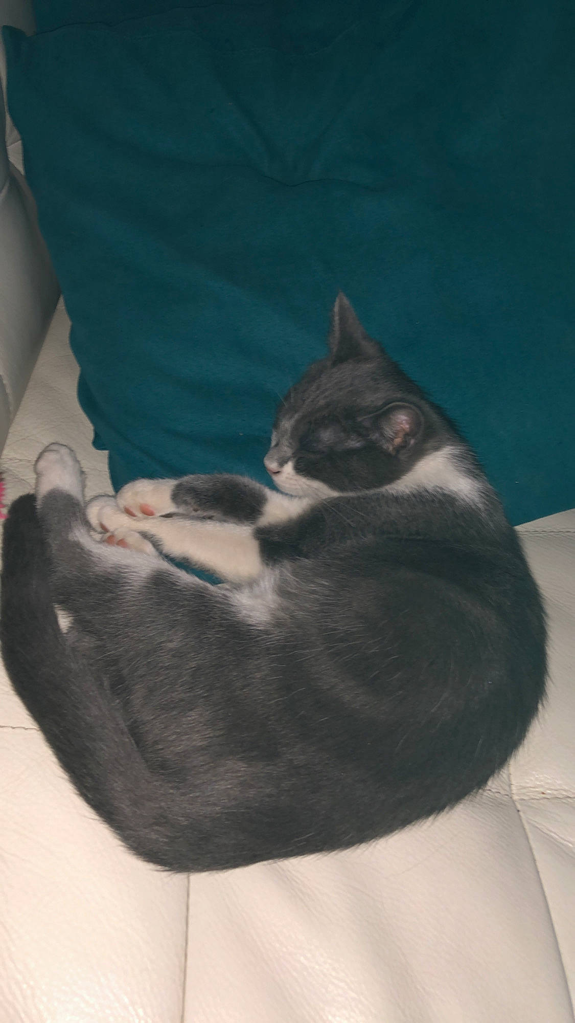 Jupiter a rejoint le concours — aidez-le/la à gagner de superbes lots ! black, carnivore, cat, cat_bed, domestic_short_haired_cat, ear, felidae, formal_wear, fur, furniture, kitten, linens, neck, small_to_medium_sized_cats, tail, whiskers