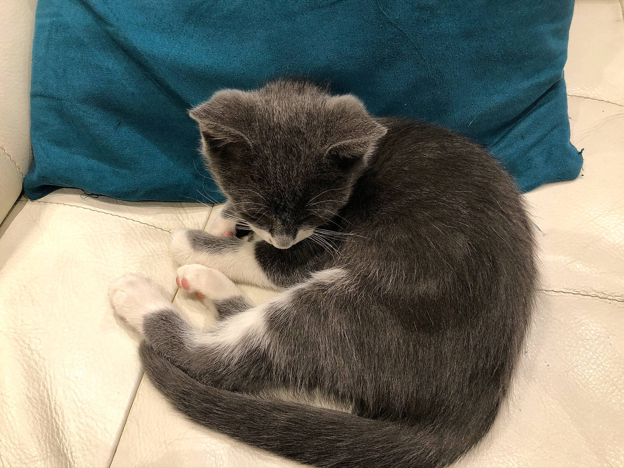 Jupiter a rejoint le concours — aidez-le/la à gagner de superbes lots ! asian, carnivore, cat, chartreux, claw, comfort, domestic_short_haired_cat, ear, european_shorthair, felidae, fur, kitten, korat, mammal, nebelung, russian_blue, small_to_medium_sized_cats, tail, vertebrate, whiskers