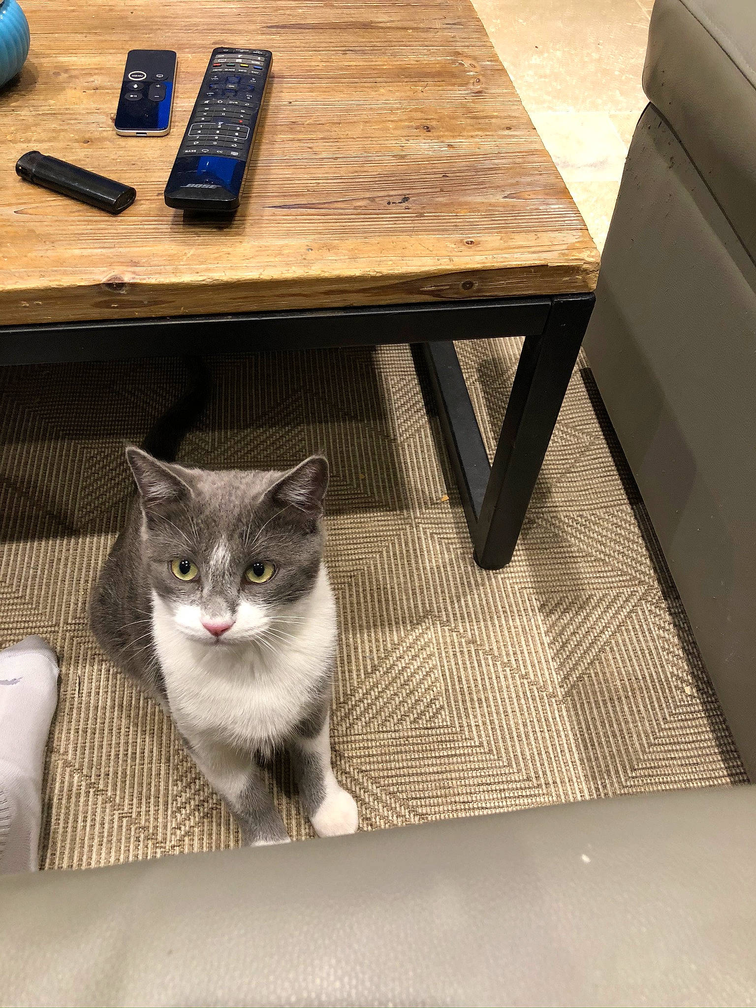 Jupiter a rejoint le concours — aidez-le/la à gagner de superbes lots ! american_shorthair, box, carnivore, cat, domestic_short_haired_cat, european_shorthair, felidae, floor, furniture, kitten, polydactyl_cat, small_to_medium_sized_cats, table, whiskers, wood