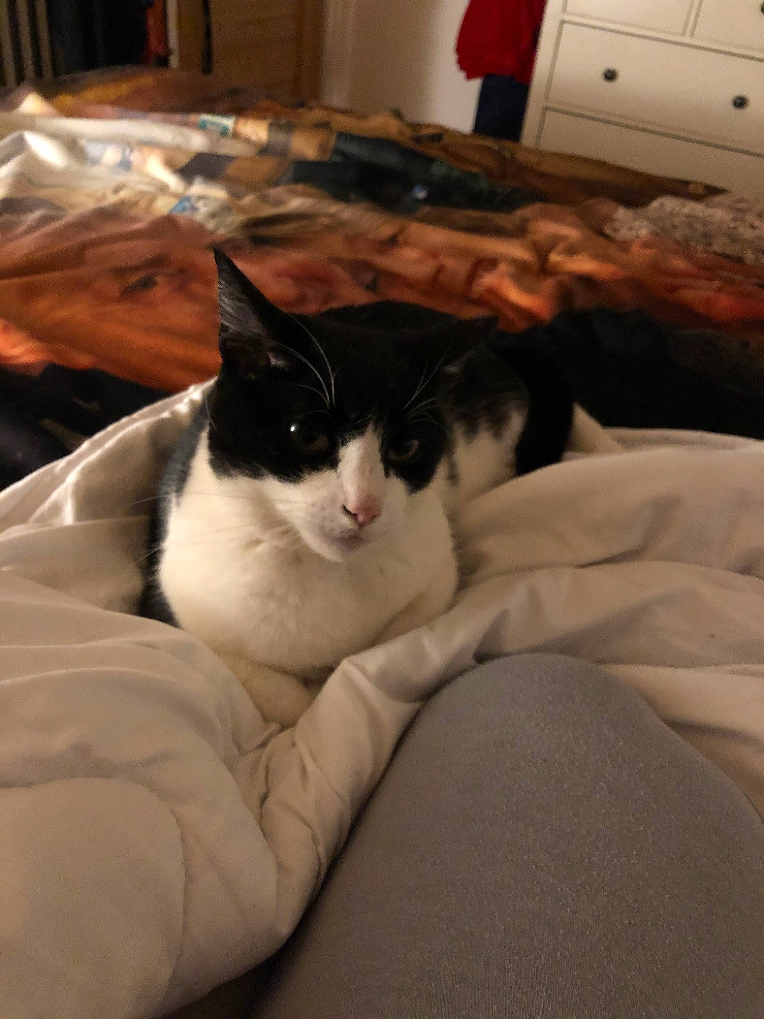 Minouche participe au concours pour gagner de l'argent avec cette photo : carnivore, cat, domestic_short_haired_cat, felidae, fur, furniture, kitten, linens, small_to_medium_sized_cats, whiskers