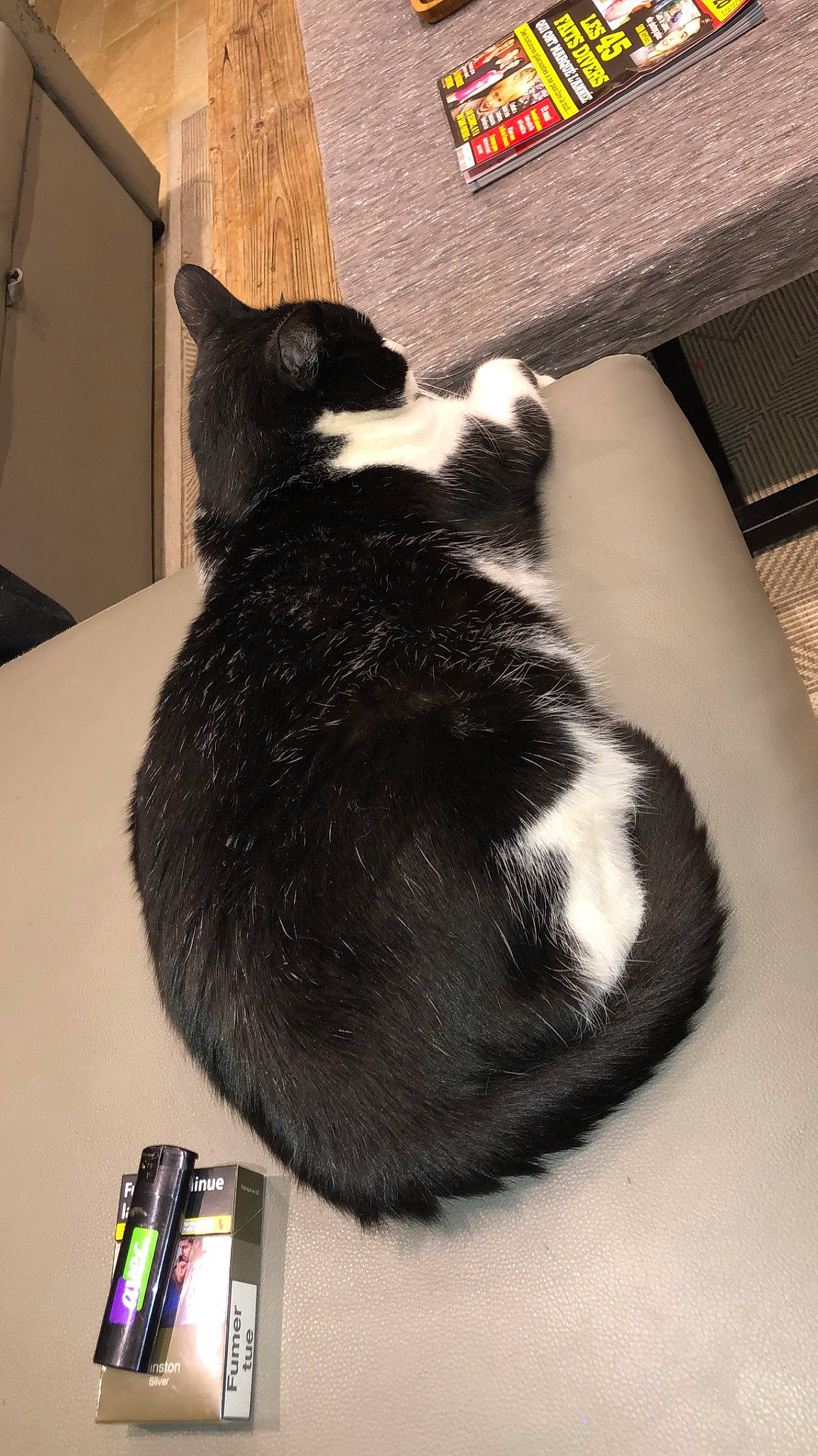 Minouche a rejoint le concours — aidez-le/la à gagner de superbes lots ! black, black_cat, carnivore, cat, domestic_short_haired_cat, ear, felidae, fur, small_to_medium_sized_cats, tail, whiskers