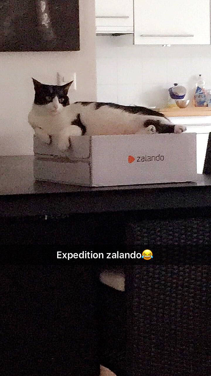 Minouche a rejoint le concours — aidez-le/la à gagner de superbes lots ! black_cat, carnivore, cat, domestic_short_haired_cat, european_shorthair, felidae, photo_caption, room, small_to_medium_sized_cats, whiskers