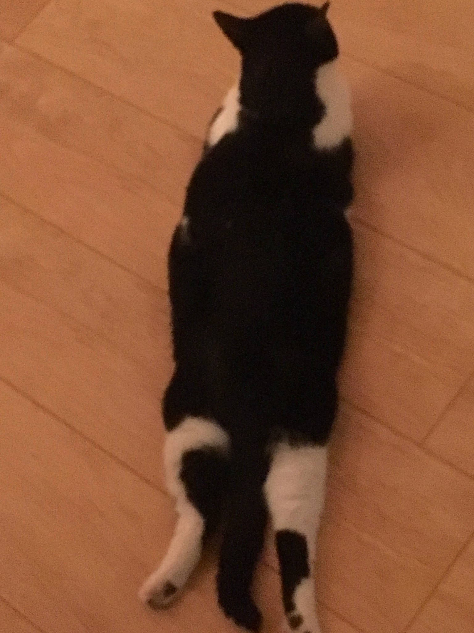 Minouche a rejoint le concours — aidez-le/la à gagner de superbes lots ! black, black_cat, border_collie, canidae, carnivore, cat, dog, dog_breed, ear, felidae, fur, paw, polydactyl_cat, small_to_medium_sized_cats, tail