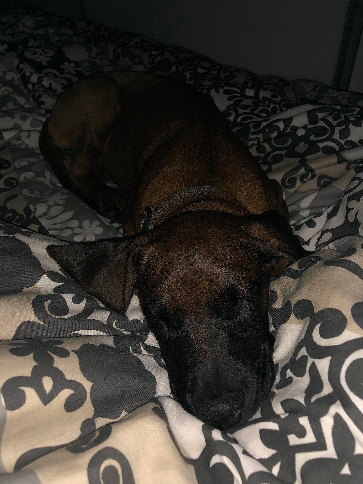 Pluton a rejoint le concours — aidez-le/la à gagner de superbes lots ! canidae, carnivore, dog, dog_breed, fawn, great_dane, guard_dog, non_sporting_group, rhodesian_ridgeback, snout