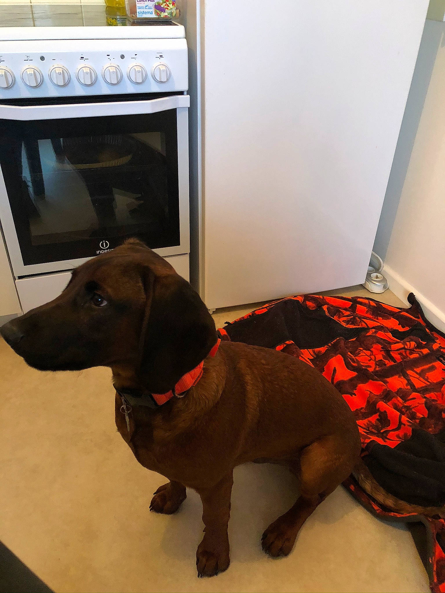 Pluton participe au concours pour gagner de l'argent avec cette photo : canidae, carnivore, dachshund, dog, dog_breed, fawn, floor, flooring, labrador_retriever, room, snout, sporting_group