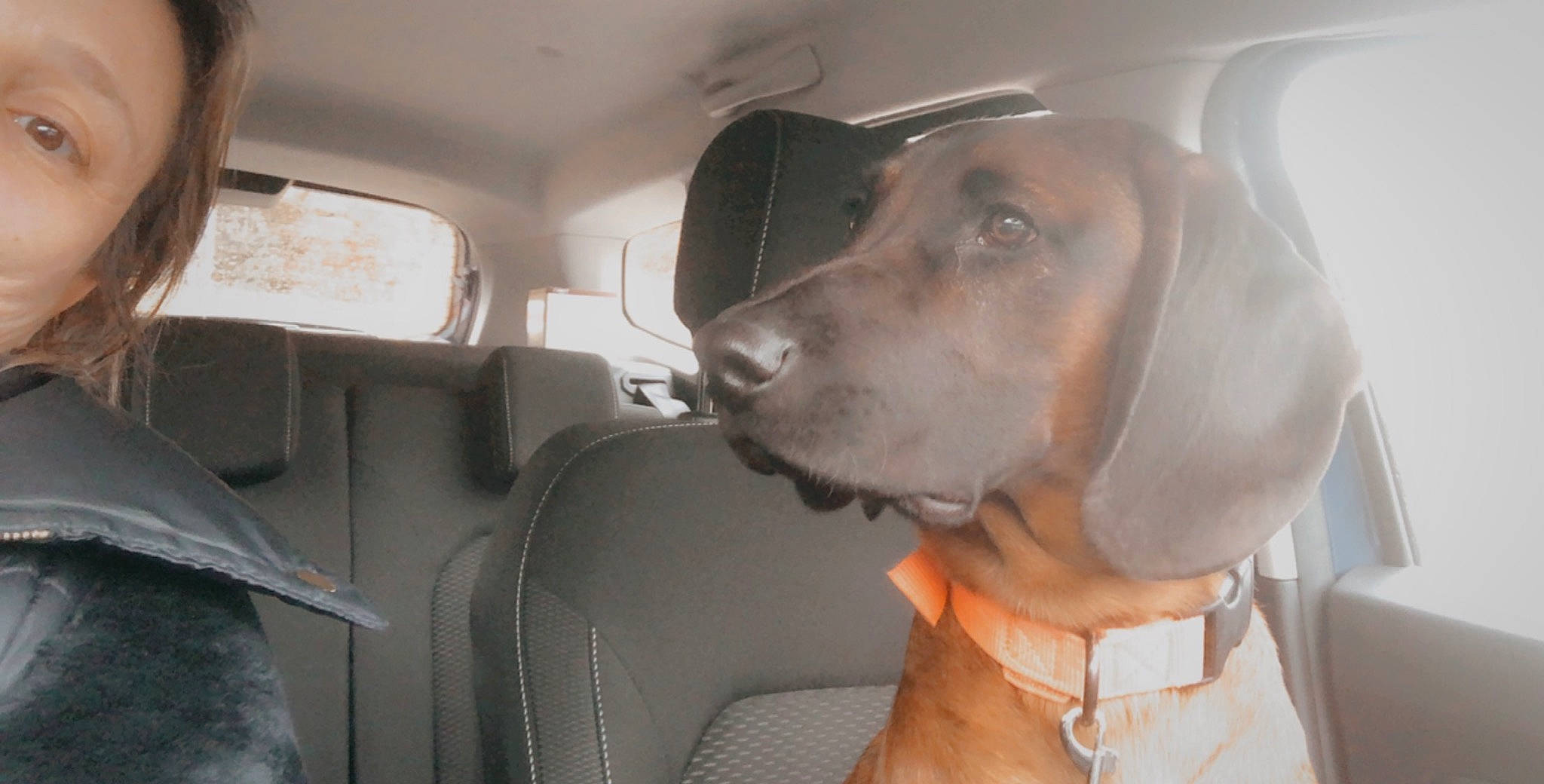 Pluton a rejoint le concours — aidez-le/la à gagner de superbes lots ! canidae, carnivore, dog, dog_breed, fawn, hunting_dog, pointer, pointing_breed, snout, sporting_group, vizsla, weimaraner