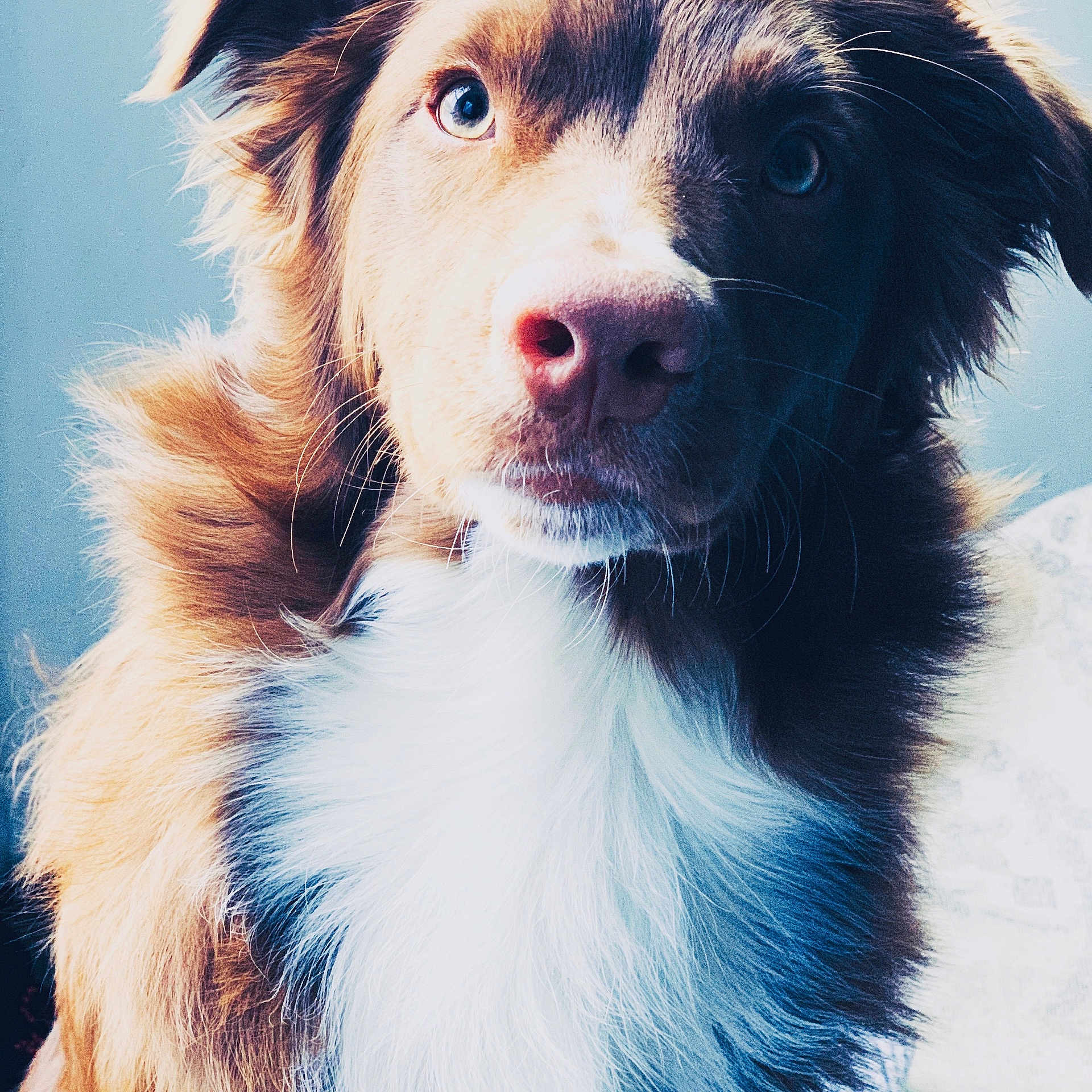 Rex