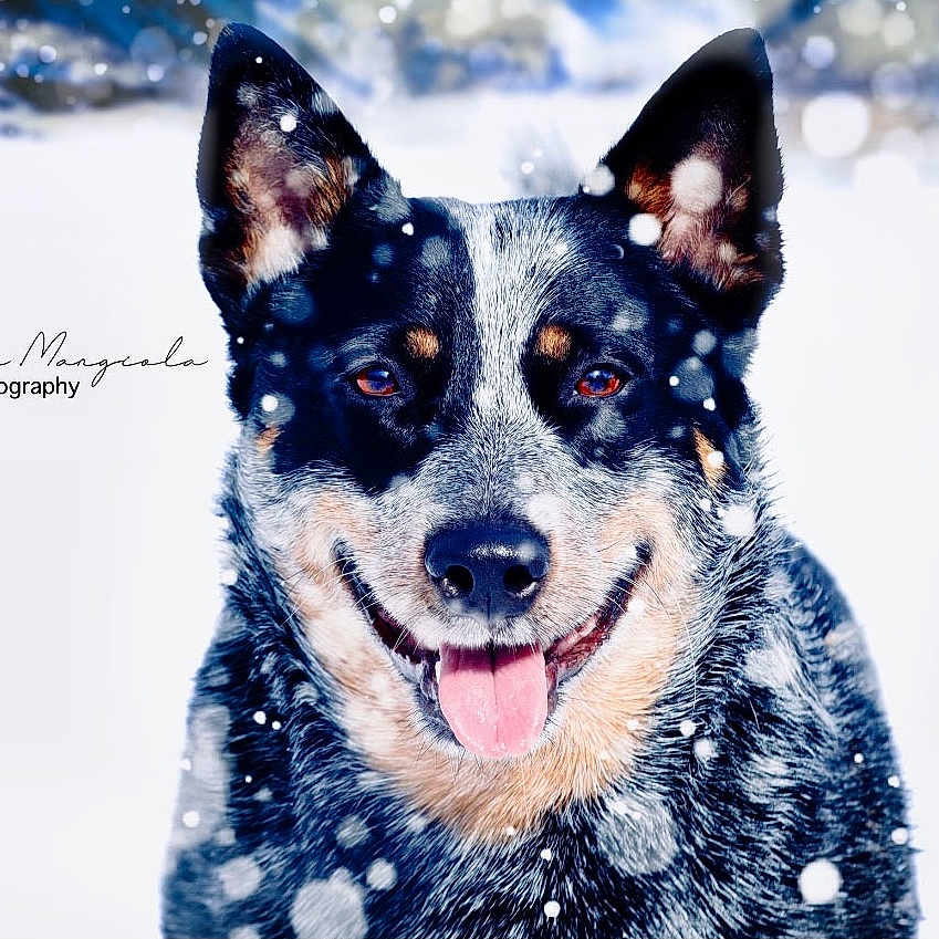 Storm joined the competition — help win amazing prizes! animal, blizzard, bodypart, canine, dog, face, germanshepherd, head, husky, mouth, nature, outdoors, person, pet, photography, portrait, puppy, snow, storm, winter