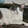 cat, feline, gray_and_white, tabby, pet, animal, portrait, close_up, green_eyes, pink_nose, whiskers, ears, fur, paws, toe_beans, lounging, relaxed, indoors, couch, cushion