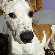 Tucker is registered to the contest to win money with this photo: dog, white, brown, nose, bed, wooden_headboard, purple_wall, indoor, pet, animal, closeup, face, fur, canine, resting, comfortable, expression, domestic, muzzle, ears