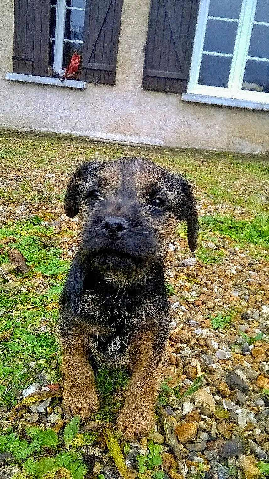 Peanut a rejoint le concours — aidez-le/la à gagner de superbes lots ! bolonka, border_terrier, cairn_terrier, canidae, carnivore, companion_dog, dog, dog_breed, grass, mammal, rare_breed_dog, schnoodle, small_terrier, snout, sporting_group, sporting_lucas_terrier, terrier, tibetan_terrier, vertebrate, working_terrier