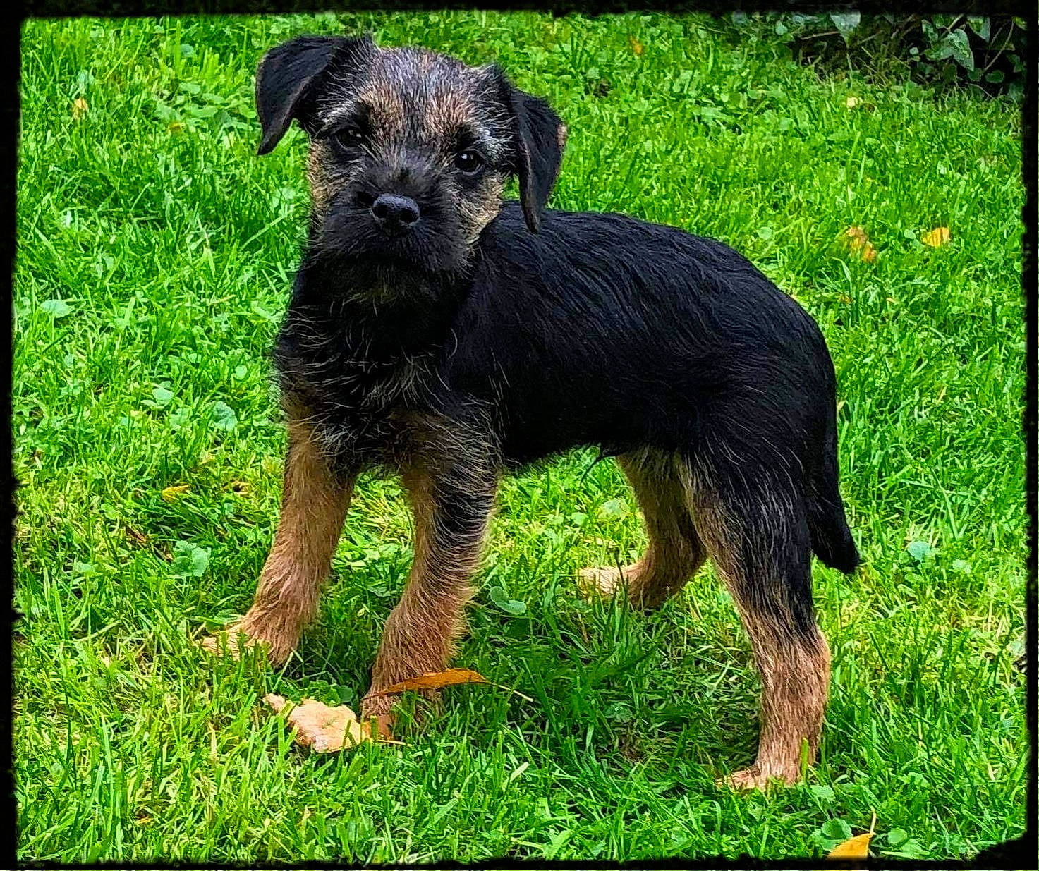 Peanut participe au concours pour gagner de l'argent avec cette photo : black_and_tan_terrier, border_terrier, canidae, carnivore, cesky_terrier, companion_dog, dog, dog_breed, grass, jagdterrier, mammal, puppy, small_terrier, snout, sporting_group, terrier, vertebrate, welsh_terrier, working_terrier