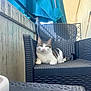 Daily participe au concours pour gagner de l'argent avec cette photo : cat, tabby_cat, chair, wicker_chair, outdoor, pet, animal, relaxed, seated, feline, umbrella, blue_umbrella, concrete_wall, balcony, daylight, resting, domestic_cat, tail, paw, whiskers