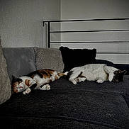 Daily a rejoint le concours — aidez-le/la à gagner de superbes lots ! cat, cats, sleeping, couch, sofa, indoor, furniture, pillow, relaxed, pet, animal, resting, calm, domestic, cozy, fur, whiskers, paw, home, two