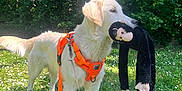 Valko a rejoint le concours — aidez-le/la à gagner de superbes lots ! dog, white_dog, golden_retriever, harness, orange_harness, stuffed_toy, black_monkey_toy, grass, flowers, daisies, greenery, trees, outdoor, nature, pet, leash, canine, sunlight, playful, animal