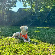 Valko a rejoint le concours — aidez-le/la à gagner de superbes lots ! dog, white_dog, orange_harness, grass, greenery, flowers, sunlight, trees, outdoor, nature, lawn, daylight, pet, canine, relaxing, sunny, park, summer, calm, rainbow
