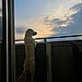 Valko participe au concours pour gagner de l'argent avec cette photo : dog, golden_retriever, balcony, sunset, sky, clouds, pet, outdoor, fence, standing, silhouette, evening, animal, canine, watching, quiet, peaceful, home, curious, paws