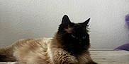 Doudou a rejoint le concours — aidez-le/la à gagner de superbes lots ! cat, siamese, feline, animal, pet, tablecloth, indoor, relaxing, fur, whiskers, ears, paws, laying, resting, domestic_animal, mammal, long_hair, black_face, beige_body, quiet