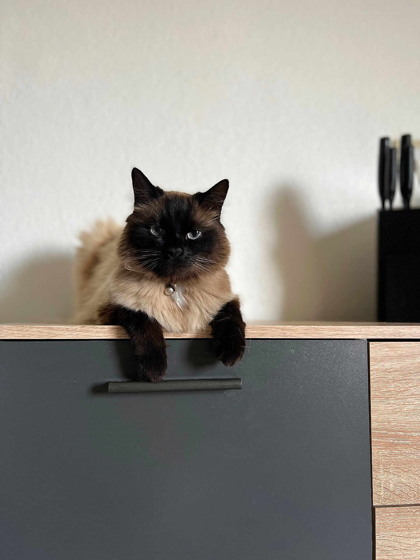 Doudou a rejoint le concours — aidez-le/la à gagner de superbes lots ! cat, fluffy, feline, domestic_cat, indoor, cabinet, wood, black, shadow, collar, pet, animal, relaxed, portrait, face, paw, whiskers, ears, fur, home