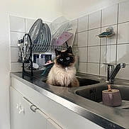 Doudou participe au concours pour gagner de l'argent avec cette photo : cat, siamese_cat, kitchen_sink, dishes, dish_rack, cup, bunny_figure, tile_wall, faucet, domestic, clean_dishes, countertop, indoor, pet, blue_eyes, fluffy, white_cabinet, silver_metal, household, cozy