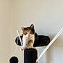 Romy participe au concours pour gagner de l'argent avec cette photo : calico_cat, kitten, cat_tree, black_cat_tree, toy_ball, stretching, indoor, pet, feline, whiskers, curious, paws, fur, animal, domestic_cat, playful, young_cat, house_pet, climbing, resting