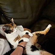 Romy participe au concours pour gagner de l'argent avec cette photo : calico_cat, cat, pet, animal, person, arm, hand, leather_couch, indoor, relaxed, feline, legs, white_clothing, black_hair_tie, resting, domestic_animal, comfort, close_up, casual, home