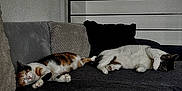 Romy a rejoint le concours — aidez-le/la à gagner de superbes lots ! cat, cats, sleeping, couch, sofa, indoor, furniture, pillow, relaxed, pet, animal, resting, calm, domestic, cozy, fur, whiskers, paw, home, two