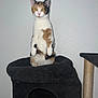 Romy a rejoint le concours — aidez-le/la à gagner de superbes lots ! cat, calico, pet, indoor, cat_tree, feline, curious, standing, white_wall, animal, cute, domestic, fur, ears, eyes, looking, black_furniture, scratching_post, paw, house