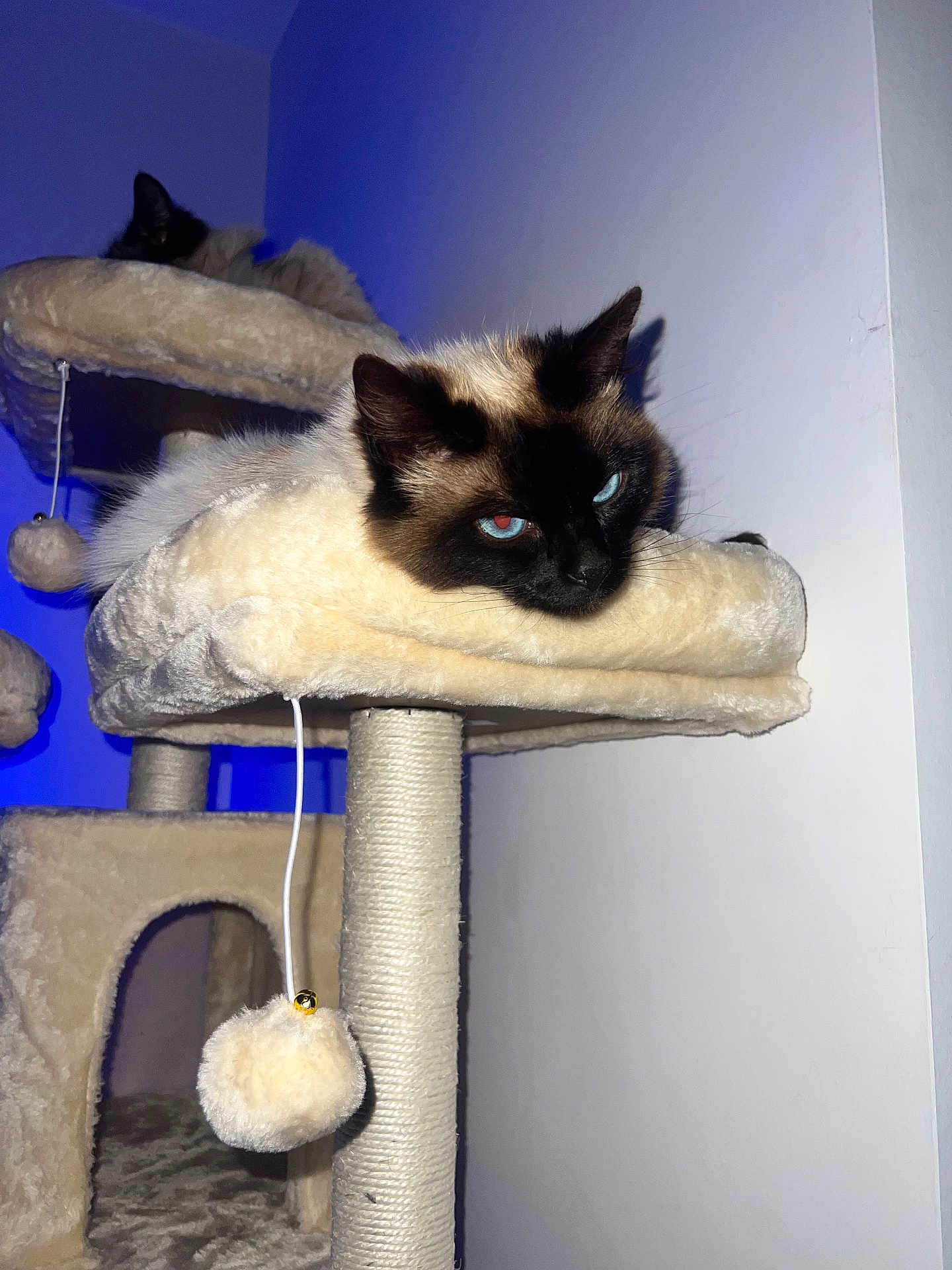 Poupou a rejoint le concours — aidez-le/la à gagner de superbes lots ! cat, cats, cat_tree, feline, fluffy, pet, indoor, blue_light, beige, resting, sleeping, animal, whiskers, ears, fur, toy, hanging_ball, cozy, relaxed, domestic_animal