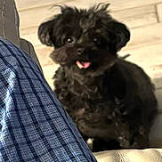Lola joined the competition — help win amazing prizes! dog, black_dog, pet, indoor, floor, plaid_blanket, blue, leather_couch, tongue_out, cute, fluffy, small_dog, blurred, furry, domestic_animal, companion, animal, home, sitting, looking
