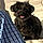 Lola