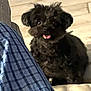dog, black_dog, pet, indoor, floor, plaid_blanket, blue, leather_couch, tongue_out, cute, fluffy, small_dog, blurred, furry, domestic_animal, companion, animal, home, sitting, looking