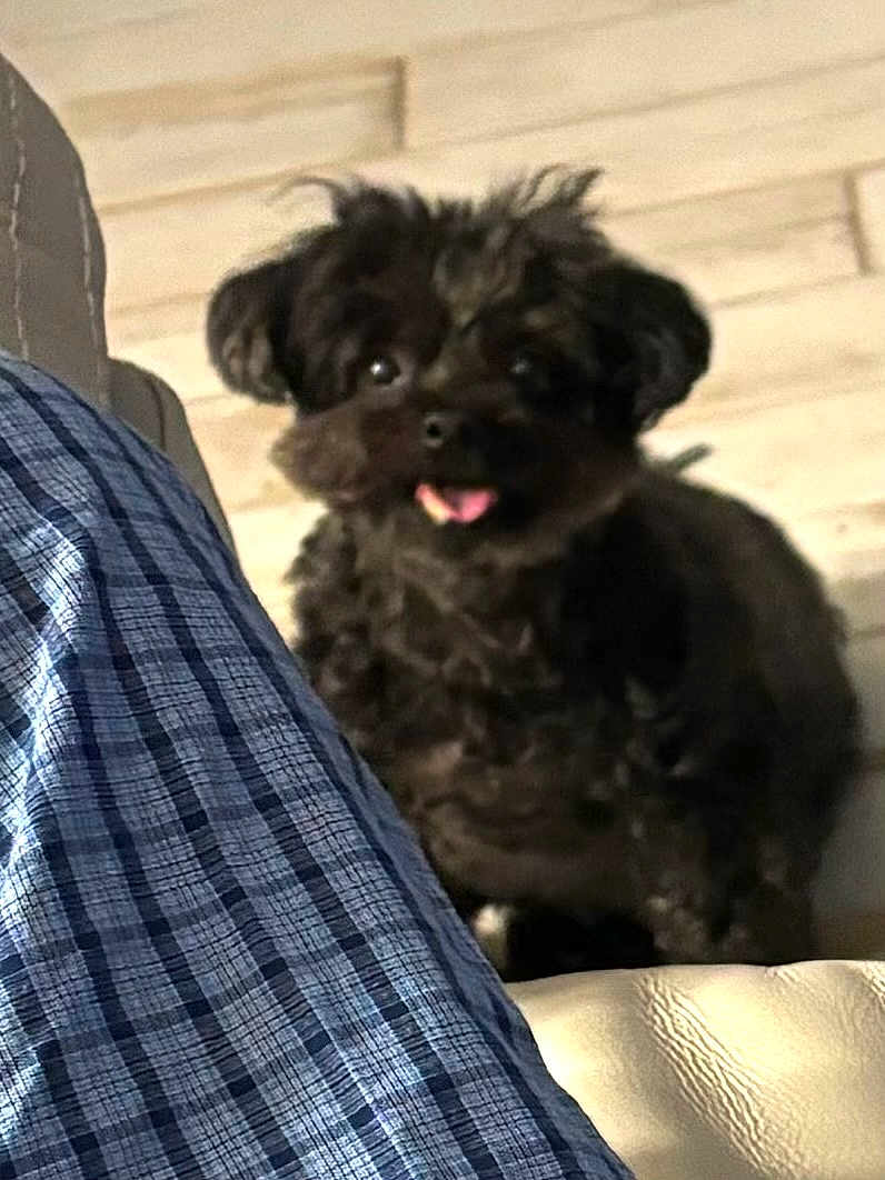 Lola joined the competition — help win amazing prizes! dog, black_dog, pet, indoor, floor, plaid_blanket, blue, leather_couch, tongue_out, cute, fluffy, small_dog, blurred, furry, domestic_animal, companion, animal, home, sitting, looking