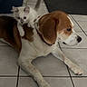 Tiamo participe au concours pour gagner de l'argent avec cette photo : beagle, cat, kitten, dog, pet, animal, furry, white_cat, brown_and_white_dog, floppy_ears, collar, lying_down, sitting, indoor, tile_floor, home, bathroom, pet_friendship, cute, companionship