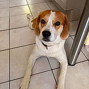 Tiamo a rejoint le concours — aidez-le/la à gagner de superbes lots ! dog, beagle, pet, animal, lying_down, indoor, kitchen, tile_floor, brown_and_white, floppy_ears, red_collar, collar, portrait, close_up, looking_at_camera, front_legs, paws, home, floor, cute
