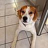 dog, beagle, pet, animal, lying_down, indoor, kitchen, tile_floor, brown_and_white, floppy_ears, red_collar, collar, portrait, close_up, looking_at_camera, front_legs, paws, home, floor, cute