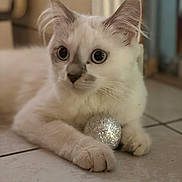 Yuki a rejoint le concours — aidez-le/la à gagner de superbes lots ! cat, kitten, white_cat, long_hair, wide_eyes, pet, animal, cute, fluffy, whiskers, ears, paws, lying_down, floor, indoor, home, toy_ball, silver_ball, portrait, cozy