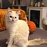 Yuki participe au concours pour gagner de l'argent avec cette photo : cat, white_cat, fluffy, long_hair, blue_eyes, sitting, couch, sofa, tail, whiskers, ears, pet, indoor, living_room, orange_pillow, home_decor, portrait, cute, furry, animal