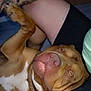 dog, brown_dog, white_patch, lying_down, paw_up, close_up, pet, canine, relaxed, sleepy, indoor, person, shorts, skin, tattoo, floor, companion, resting, animal, domestic