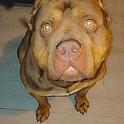 Freddo is registered to the contest to win money with this photo: dog, brown, close_up, pet, animal, indoor, floor, canine, looking_up, flash, curious, ears, paws, face, nostrils, whiskers, fur, alert, companion, domestic